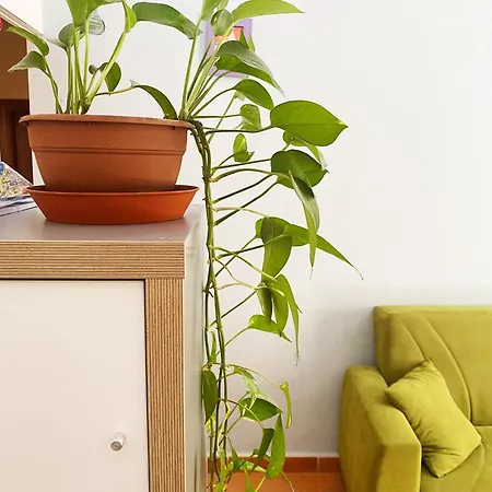 Διαμέρισμα Vecchia Pignasecca *